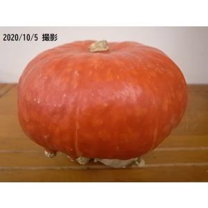 ハロウィン用パンプキン（現品）ベレー帽カボチャ 直径 約 １５cm   可愛いキノコのようなカボチャ   本物のかぼちゃ カービングは出来ません 銀行振込不可｜mum56