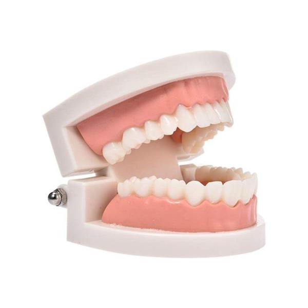 歯 模型 歯列模型 歯模型 実物大 モデル 180度 開閉式 歯科模型 インプラント ブリッジ 差し...