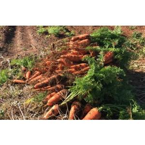 【即納】自然栽培　人参　1kg　愛知県産