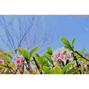 沈丁花 エッセンシャルオイル の商品一覧 アロマグッズ ダイエット 健康 通販 Yahoo ショッピング