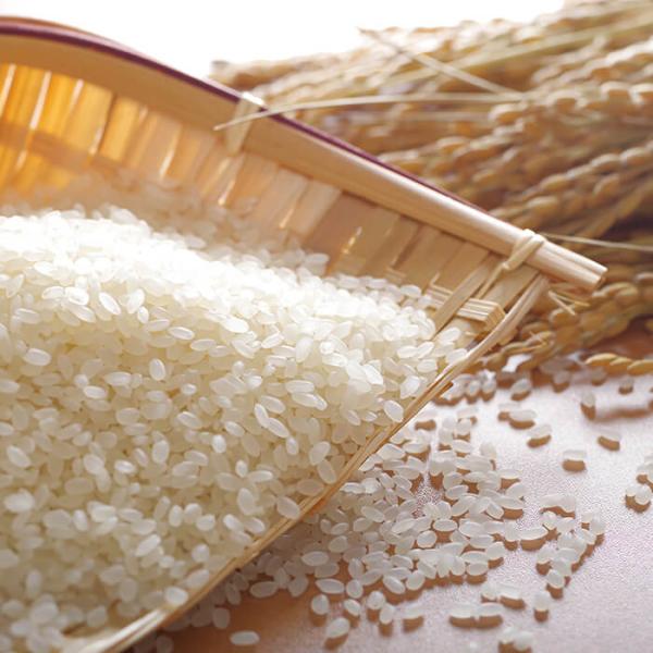 新潟県 旧下田村産 2025年産 白米5kg 清流 五十嵐川の清水で育った新潟県産コシヒカリ100％...