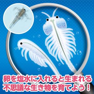 ArTec アーテック 簡単!育てるエビモドキ...の詳細画像1