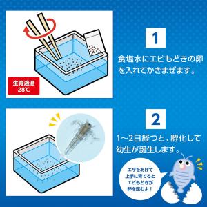 ArTec アーテック 簡単!育てるエビモドキ...の詳細画像3