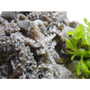 センマイ〔第三胃袋〕200g　〔カットしてあります〕