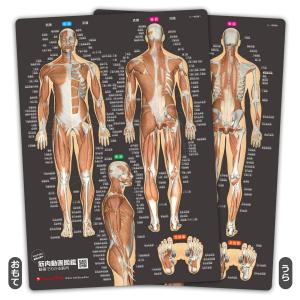 筋次郎コレクション1 クリアファイル3枚セット : 筋肉家 Yahoo