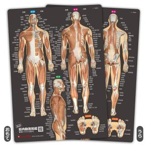 筋肉まるわかりシート改訂版 筋名ふりがな付き｜