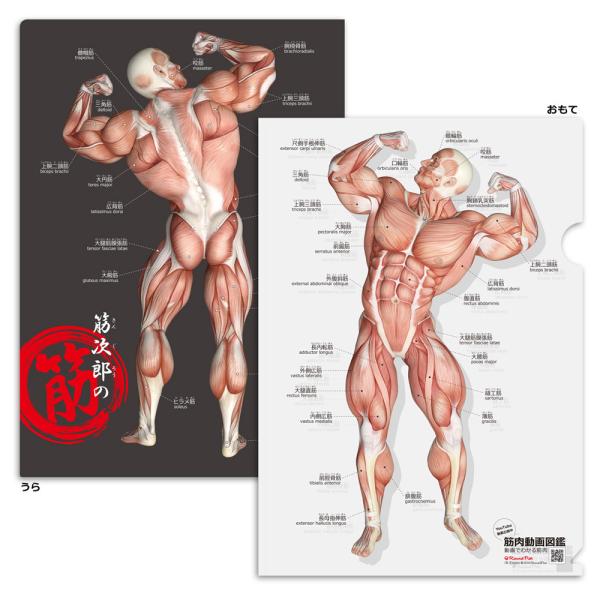 筋次郎の筋 クリアファイル【単品】