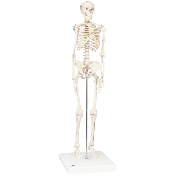 ショーティー・1/2縮尺型全身骨格モデル，直立型スタンド仕様 骨 骨格 人体模型