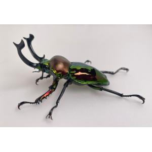 ニジイロクワガタ　ペアセット　オス　メス　昆虫