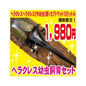 幼虫 昆虫 ヘラクレスヘラクレス2令幼虫 2頭+マットのセット : むしや