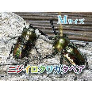 特大ニジイロクワガタ ニジイロクワガタ 成虫 オスメスペア 特大サイズ 外国産クワガタ