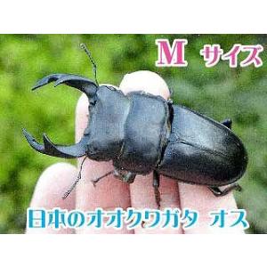 国産 オオクワガタ 成虫 オスメスペア Mサイズ クワガタ 昆虫 オオクワ 生き物 ペット  プレゼ...