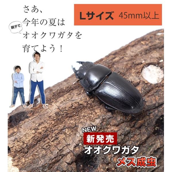 新成虫 国産 オオクワガタ 成虫 メス単品 LLサイズ オオクワ 昆虫 クワガタ ブリード 生き物 ...