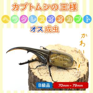 ヘラクレスオオカブト成虫 オス B級品 70〜...の詳細画像1