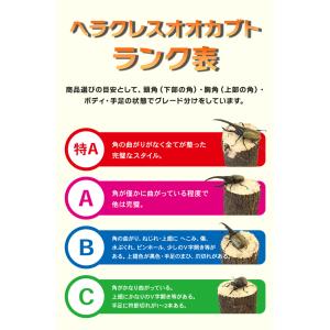 ヘラクレスオオカブト成虫 オス B級品 70〜...の詳細画像2