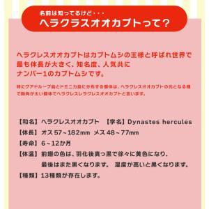 ヘラクレスオオカブト成虫 オス B級品 70〜...の詳細画像4