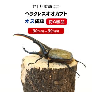 【ヘラクレスオオカブト成虫 オス 特A級品 80〜89ミリ（ヘラクレスヘラクレス）】カブトムシ / ...