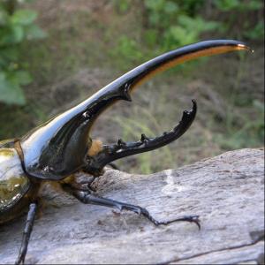 第1位獲得 ヘラクレスオオカブト成虫 オス超大型の150 152ｍｍ Talentoincluir Com Br