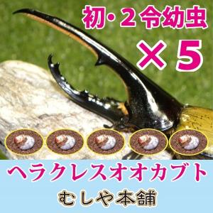 ◇大型血統！ヘラクレスオオカブト（ヘラクレスヘラクレス）初・２令幼虫５頭♪｜mushiya-honpo