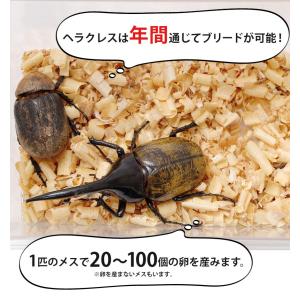 ヘラクレスオオカブト 成虫 メス 60〜63ミ...の詳細画像1