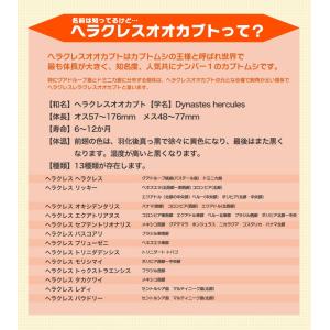 ヘラクレスオオカブト 成虫 メス 60〜63ミ...の詳細画像2