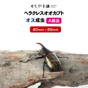 ヘラクレスオオカブト成虫 オス A級品 153〜156ミリ ヘラクレス