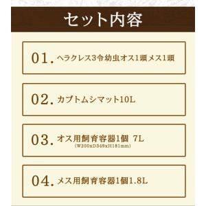 ヘラクレスオオカブト幼虫 3令初期 飼育セット...の詳細画像1