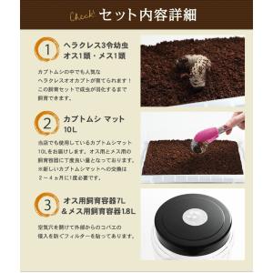 ヘラクレスオオカブト幼虫 3令初期 飼育セット...の詳細画像2