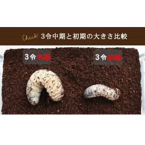 ヘラクレスオオカブト幼虫 3令初期 飼育セット...の詳細画像3