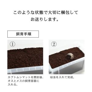 ヘラクレスオオカブト幼虫 3令初期 飼育セット...の詳細画像5