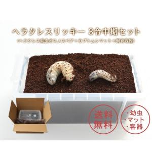 ヘラクレスリッキー3令中期セット（ヘラクレス幼虫オスメスペア＋カブトムシマット＋飼育容器）｜mushiya-honpo