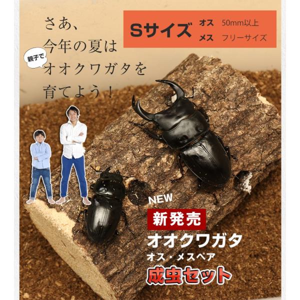 国産 オオクワガタ 成虫 オスメスペア Sサイズ  クワガタ 昆虫 飼育 ブリード 生体 ペット