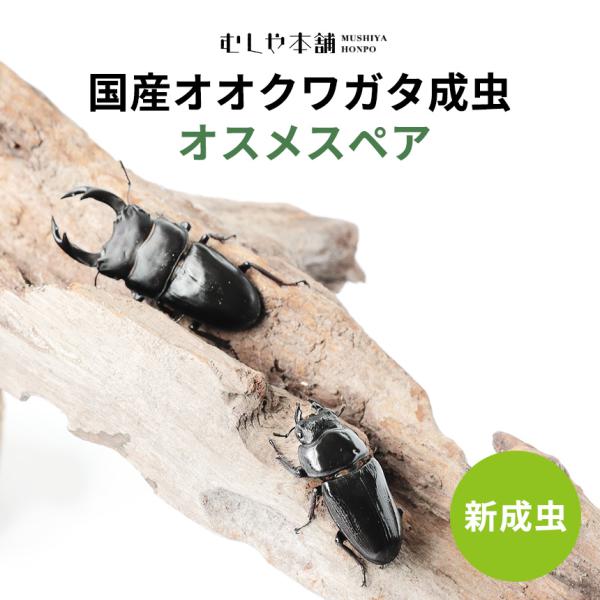 新成虫 国産 オオクワガタ 成虫 オスメスペア LLサイズ  クワガタ 昆虫 飼育 ブリード 生体 ...