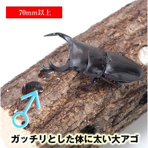 【国産 オオクワガタ 成虫 オス単品 Lサイズ...の詳細画像3