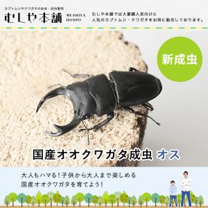 新成虫 国産 オオクワガタ 成虫 オス単品 L...の詳細画像1