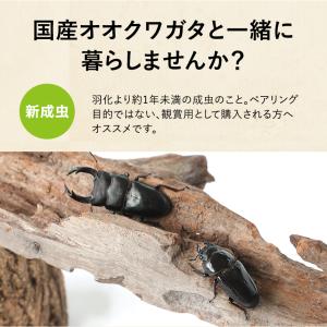新成虫 国産 オオクワガタ 成虫 オス単品 L...の詳細画像2