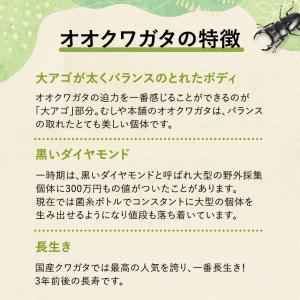 新成虫 国産 オオクワガタ 成虫 オス単品 L...の詳細画像3