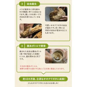 新成虫 国産 オオクワガタ 成虫 オス単品 L...の詳細画像5