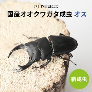 【国産 オオクワガタ 成虫 オス単品 Mサイズ（60ミリ以上）】 クワガタ 昆虫 生体 ペット プレゼントに｜mushiya-honpo