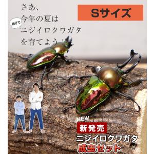 【ニジイロクワガタ 成虫 オスメスペア Sサイズ】外国産クワガタ クワガタ成虫 クワガタ ニジイロ 生体 昆虫 ペット プレゼントに！｜mushiya-honpo