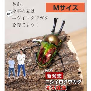 【ニジイロクワガタ成虫 オス単品 Mサイズ】外国産クワガタ クワガタ成虫 クワガタ ニジイロ 生体 昆虫 ペット プレゼントに！｜mushiya-honpo