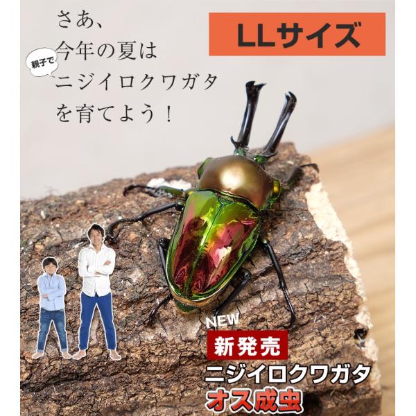 【ニジイロクワガタ成虫 オス単品 LLサイズ】外国産クワガタ クワガタ成虫 クワガタ ニジイロ 生体...