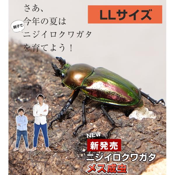 ニジイロクワガタ成虫 メス単品 LLサイズ 外国産クワガタ クワガタ成虫 クワガタ ニジイロ 生体 ...