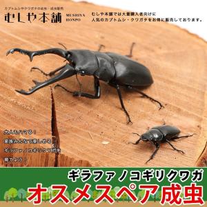 ギラファノコギリクワガタオスメスペア Ｓサイズ 外国産クワガタ