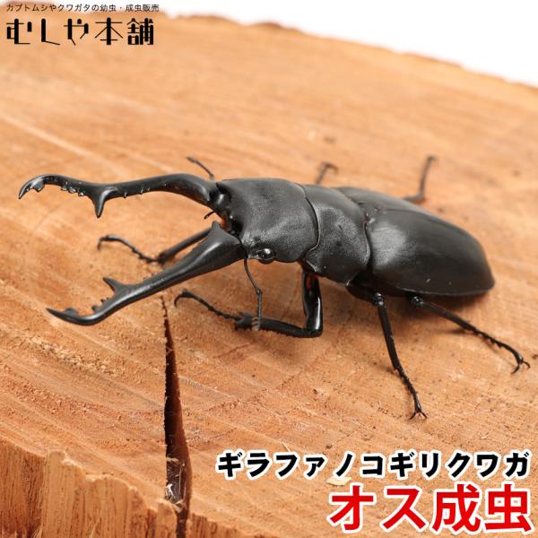 【ギラファノコギリクワガタ 成虫 オス LLサイズ ブリード品】クワガタ ノコギリクワガタ 昆虫 ペ...