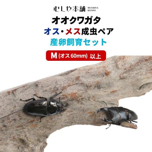 「国産 オオクワガタ  Mサイズ  成虫 大型ペア+産卵飼育セット」ペット オオクワ クワガタ 生き...