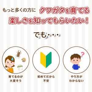 「国産 オオクワガタ Mサイズ 成虫 大型ペア...の詳細画像2