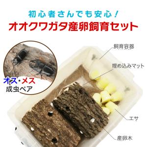 「国産 オオクワガタ Mサイズ 成虫 大型ペア...の詳細画像4
