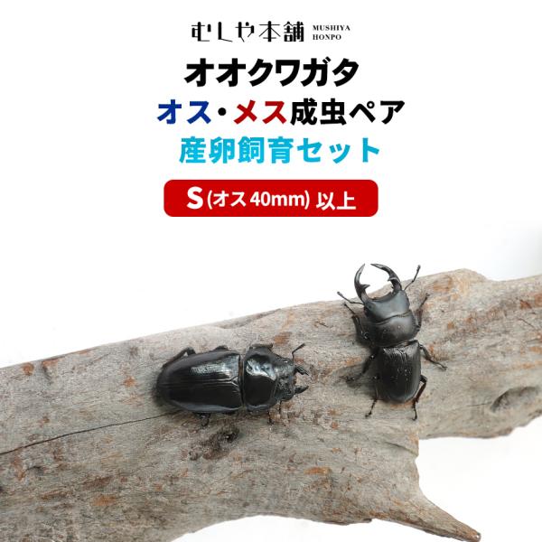 「国産 オオクワガタ（Sサイズ） 成虫 大型ペア+産卵飼育セット」ペット オオクワ クワガタ 生き物...