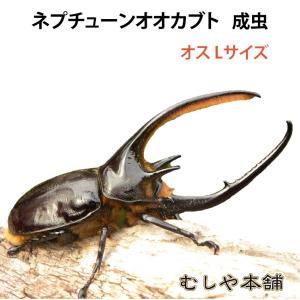 【ネプチューンオオカブト 成虫 オス Lサイズ】外国産カブトムシ カブトムシ ネプチューン 生き物 ペット プレゼントに｜mushiya-honpo